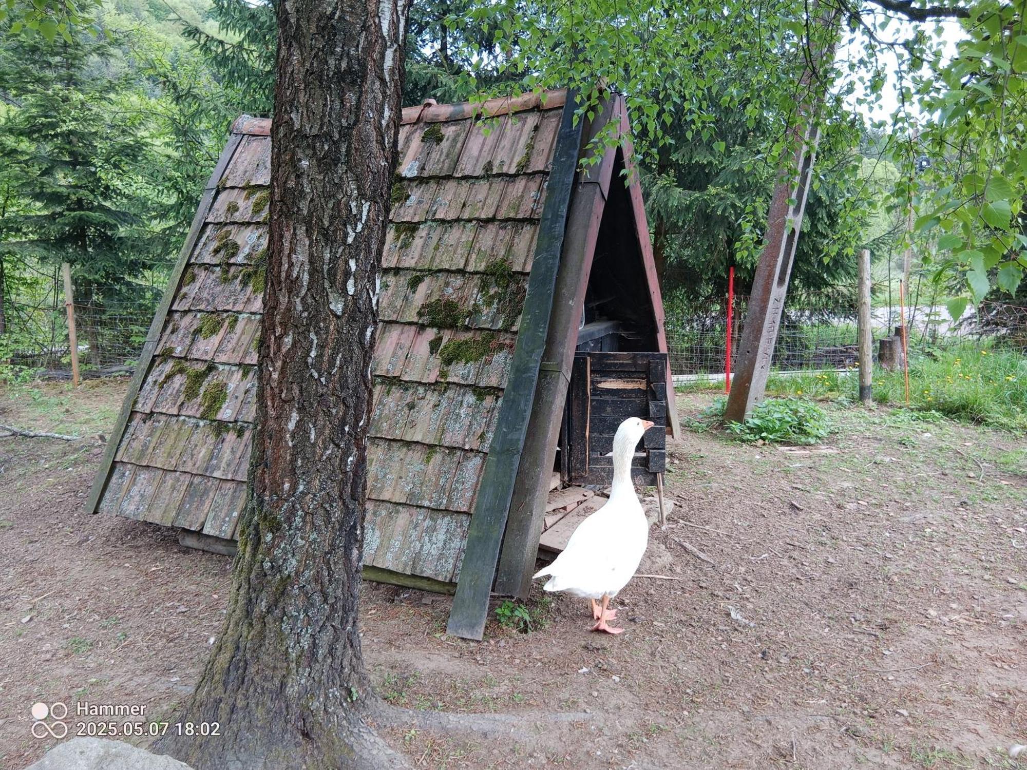 Kopulowy Salamandra Apartment Krempna